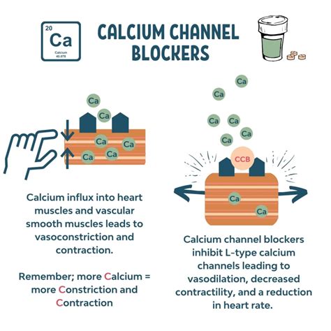 chanel chronic|Calcium channel blockers in the management of chronic.